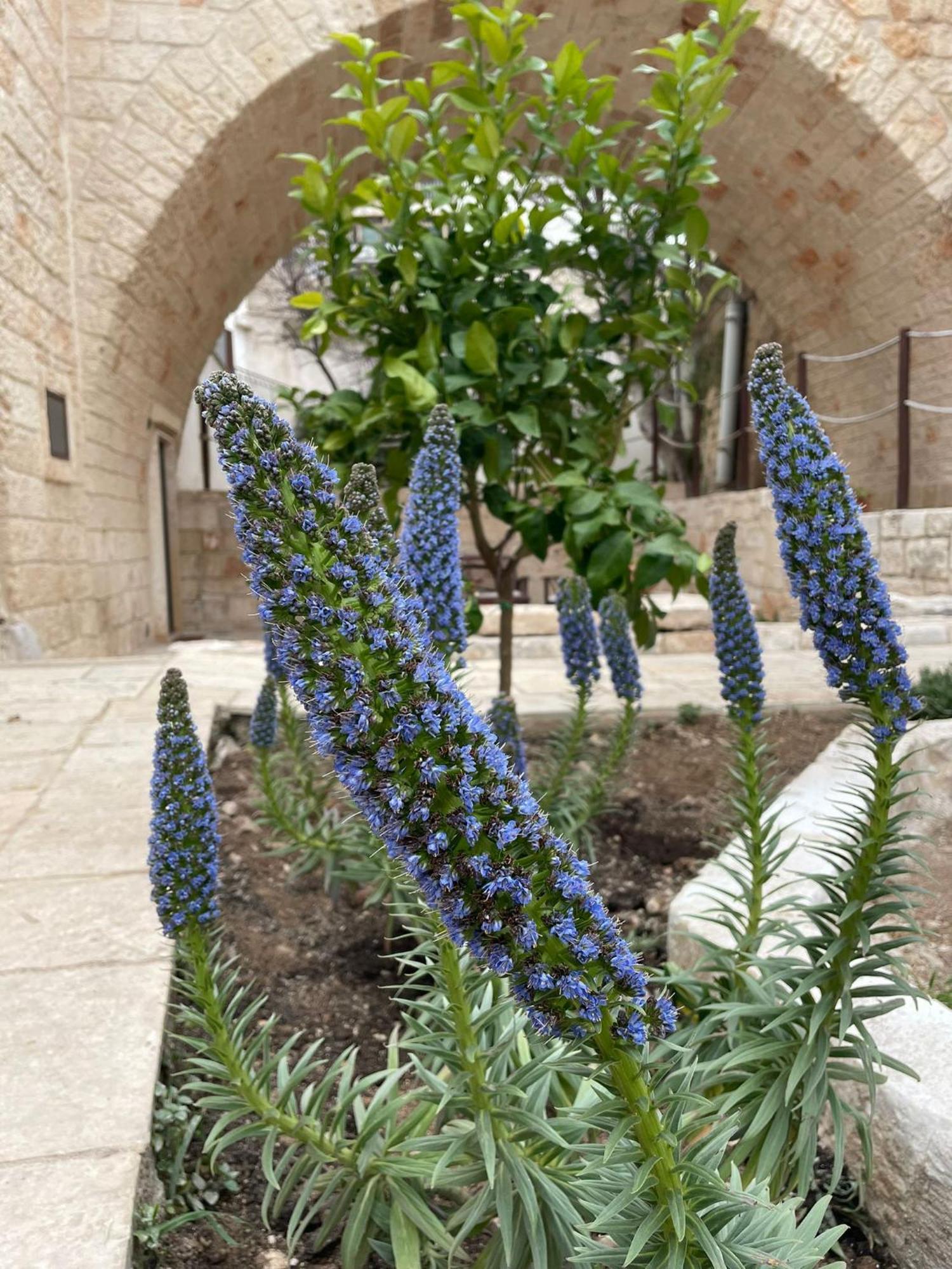Lamanna House بولينيانو آ ماري المظهر الخارجي الصورة